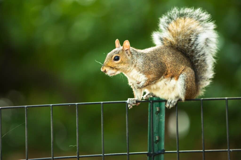 Closeup of Eastern Grey squirrel in a park