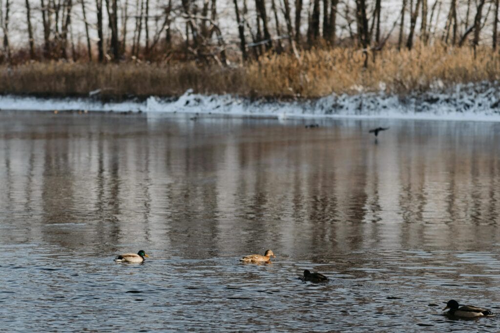 Ducks in a snowy lake in a park in the concept of 'best parks and gress spaces in Croydon'.