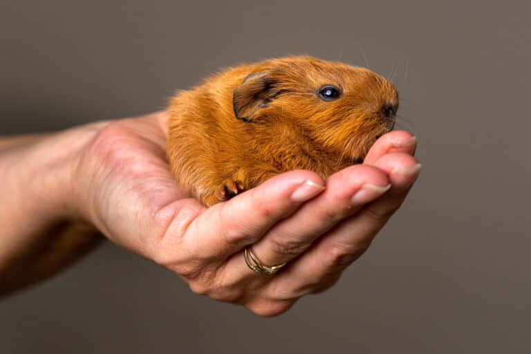 Closeup of a woman's hand holding a Guinea pig in the concept of 'Managing Pet Transportation When Moving House'.